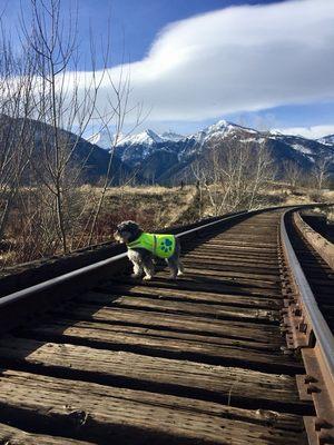 Dog friendly walks at five peaks