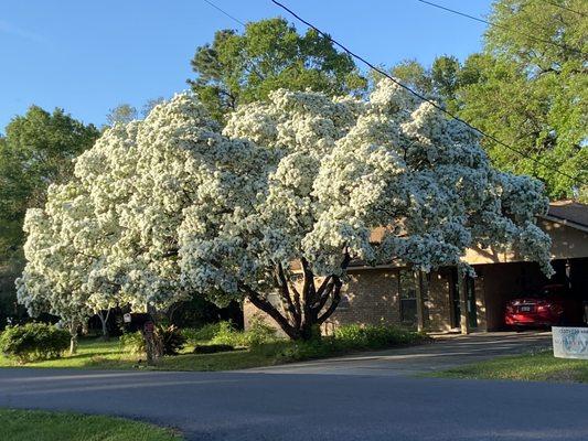 Arbor Care of Acadiana