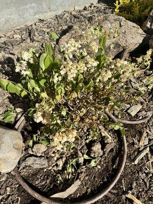 Strawberry hydrangea from Ace Hardware in Salmon Idaho that died two weeks after being planted. They Refused to warranty or refund