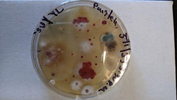 By sampling mold both outdoors and indoors, we create control samples for each test.