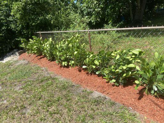 Planted Clusias with red mulch