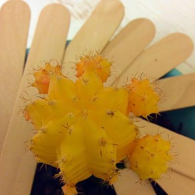 Don't be prickly...wax!