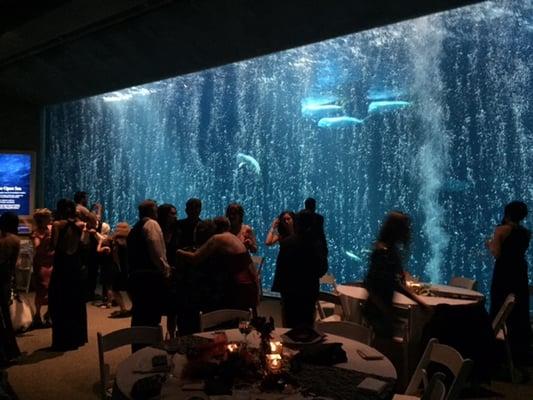 Clark- Jablonski Wedding at the Monterey Bay Aquarium!