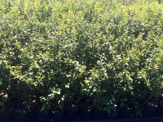 Bluecrop Blueberry Plants in 1 gallon containers.