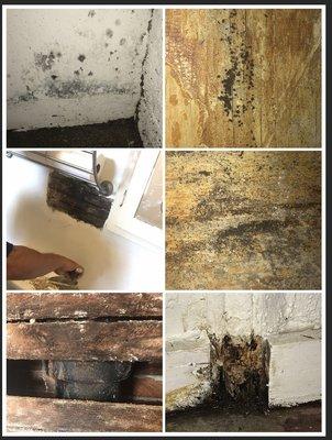 TOXIC BLACK MOLD throughout the building