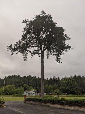 Big oak tree out front