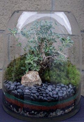 Bonsai Terrarium