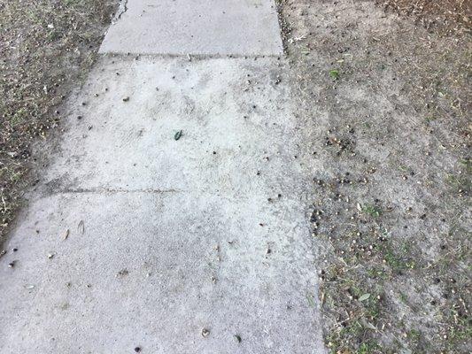 Different areas of the walkway has mud/dirt due to erosion.  Erosion due to a lack of grass.  Lawsuit calling if someone slips and falls.