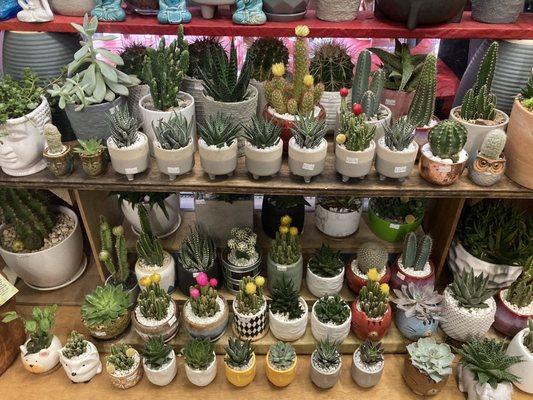 Lots of cacti!