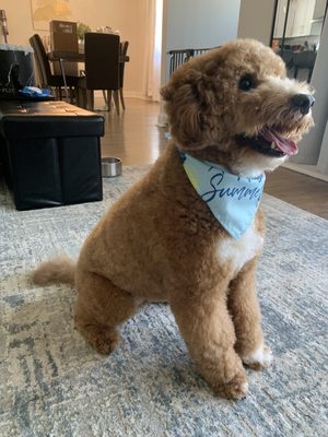 Mini golden doodle full groom