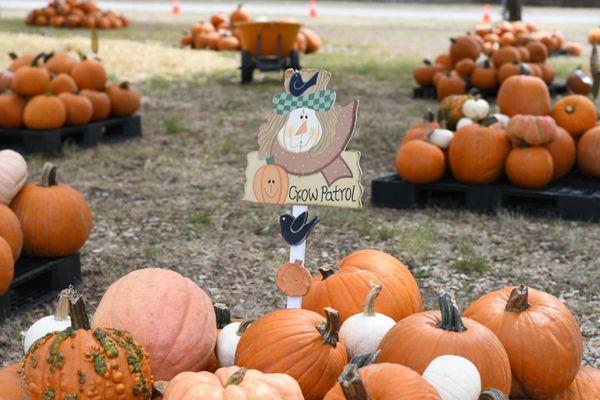 TLF Pumpkin Patch