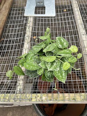 Silver Satin Pothos/scindapus