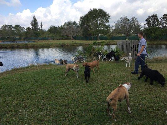 A dog and its friends