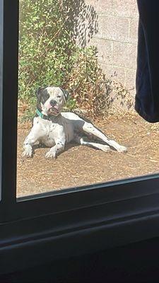 Loves to sit in the sun.