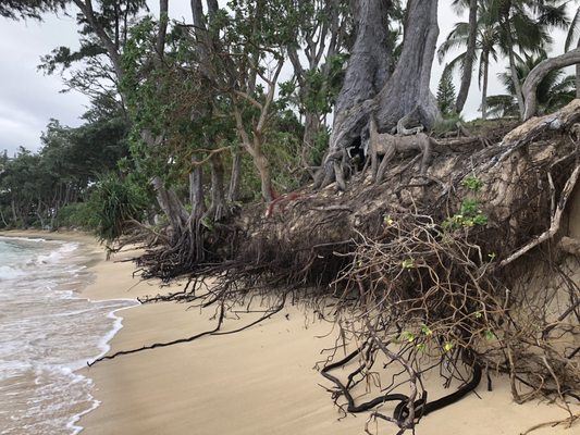 These tree roots were covered by sand a little over a year ago.