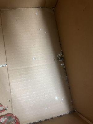 Rodent poop, inside  box