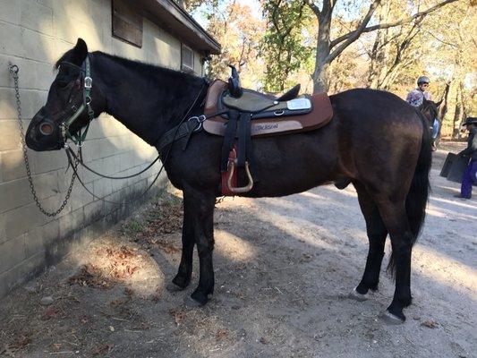 Jackson, the horse I was riding.