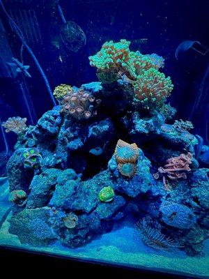 This is our nano 25 gallon reef tank and all corals came from Aqua Studios.