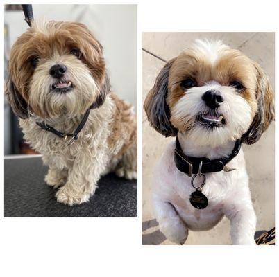 My Santis before and after!! Thanks to that's fetch!