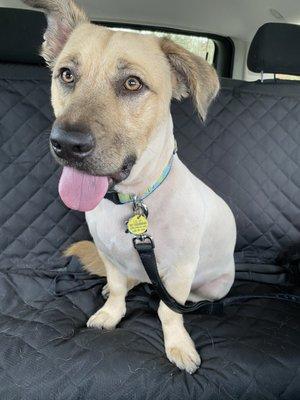 Teddy loves going to school @Mandeville Canine Academy.