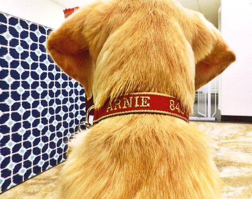 Embroidered Dog Collar