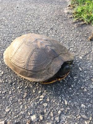 Turtle on Walnut Creek Trail who wants me to get out of his face