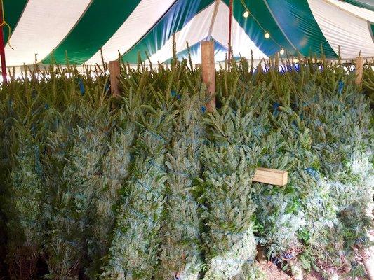 Bins full of fresh natural Christmas Trees in Miami,FL