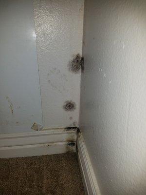 House is FULL of mold! In places where there is no moisture! Bathtub is rusted, door barely locks so we use knives