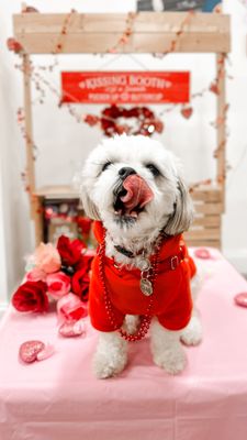 Pawlentine's day Pawty