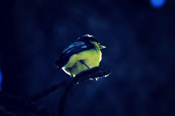 Little yellow song bird.