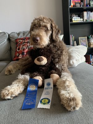 Our puppy showing off his achievements thanks to Melania's training