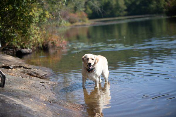 Charlotte on a hike with NYC Doggies