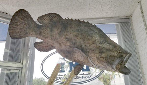 Giant Grouper mount