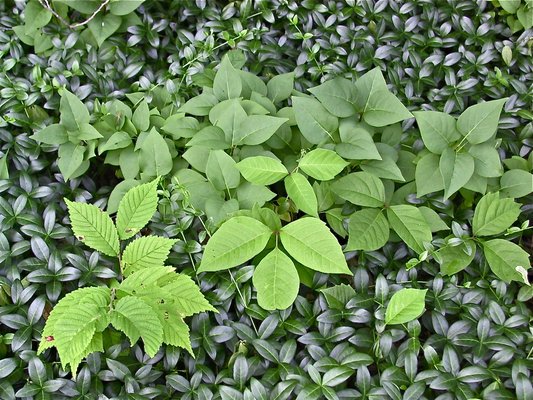 Poison Ivy in Vinca.