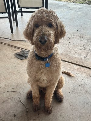 Before! We live in the country so he is always muddy!