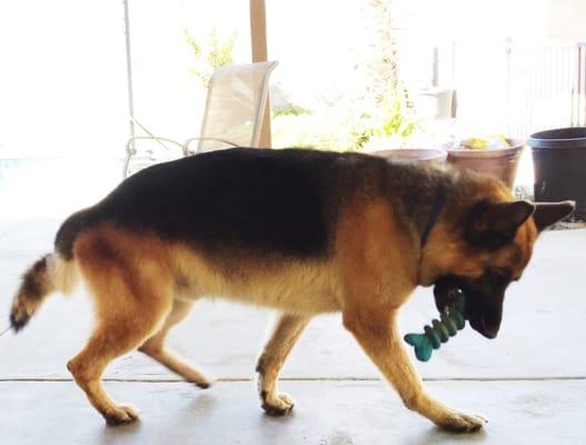 This is captain. He is an 8 year old German Shepherd I groomed today. The most beautiful shepherd Ive seen... He was amazing!!!