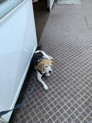 Other Puppy trying to watch for ground scores from another passengers sandwich