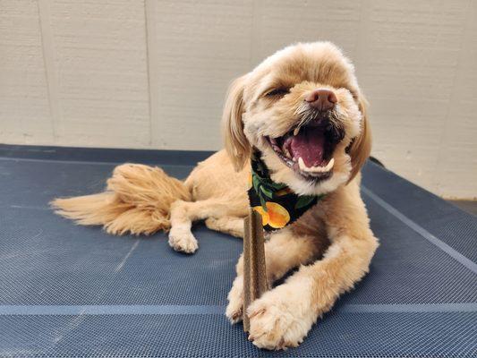 One of our boarders enjoying his treat inside on a hot day in July!