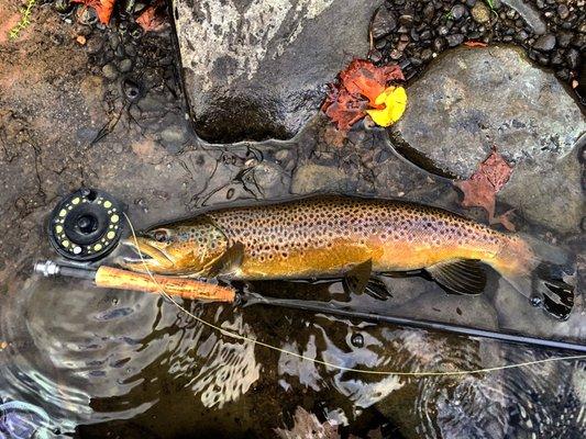 Beaverkill Brown Trout