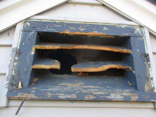 Squirrels eat out vent to get into homes