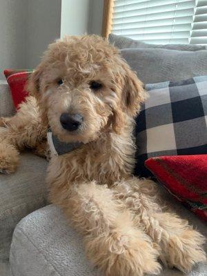 This is my 5 month doodle. He is a sweet boy. Carefree. Loving.