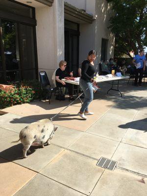 Blessing of the Animals Service