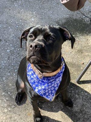 Maverick after his luxury bath with complimentary bandana