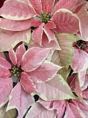 Poinsettias