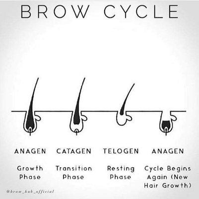 Brow cycle