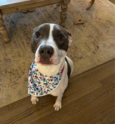 Stella enjoying her new bandana!