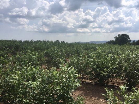 A beautiful day overlooking our Bluecrop Blueberry Plants.