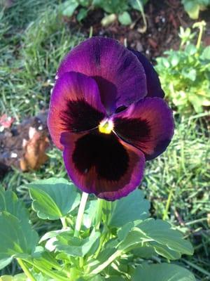 Winter Pansies