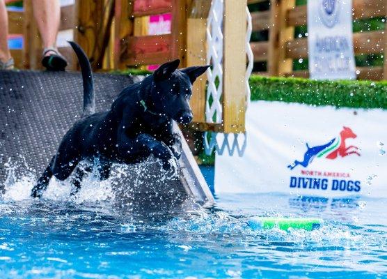 Puppy learning to go off the ramp