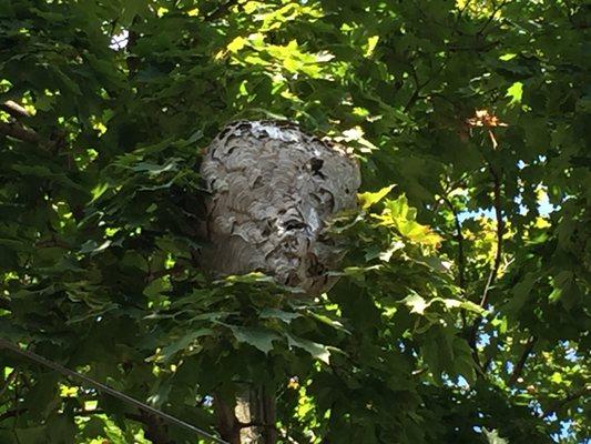 Hornet Nest